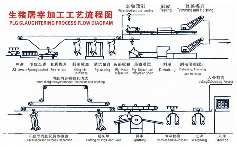 豬屠宰工藝流程