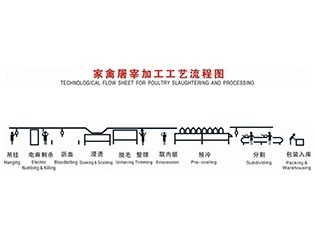 家禽屠宰工藝流程當(dāng)前